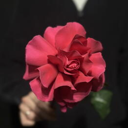 BANDA FLOWER