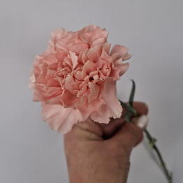 FLOWIA