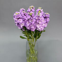 DDflowers24