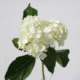 Lovely flowers