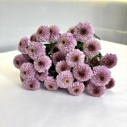 Pink Flora x Opt