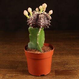 LuxuryPlants