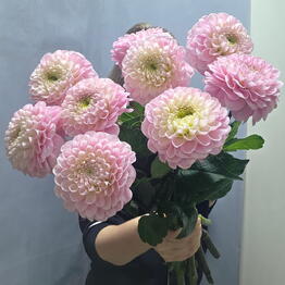 Beautiful Flowers na Mozhayskom shosse
