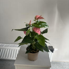 Raushan flowers