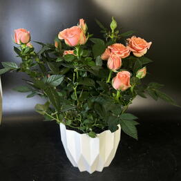 Flo Florarium