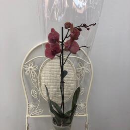 Romashka flowers