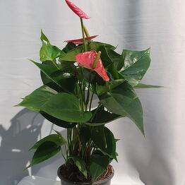 An Anthurium potted plant