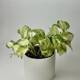 EVER GREEN