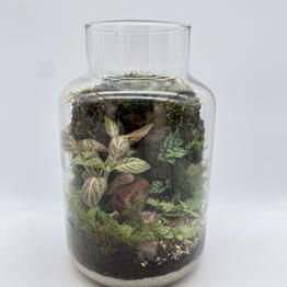 plants.nsk&kashpo_gorshok