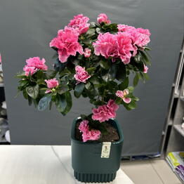 ML_flowers