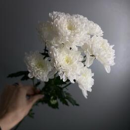 ЦВЕТЫ и ПОДАРКИ