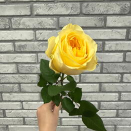Fiori