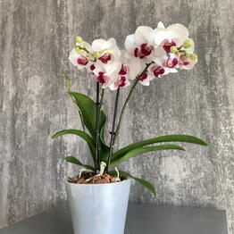 Mansarda Form&Flora