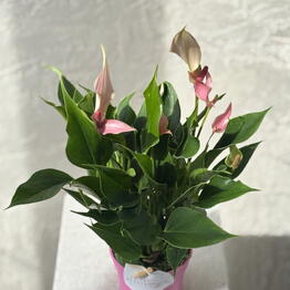 RoNi Flower Boutique