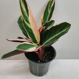 Euro Plants