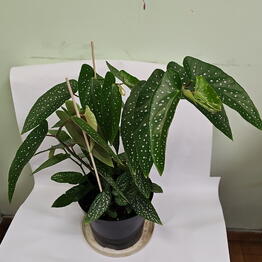 Petale Flowers