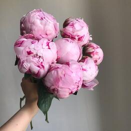 МЭРИГОЛД (MARIGOLD) 