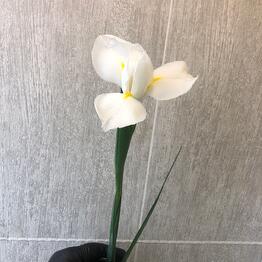 Studiya cvetov Floksi