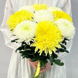 Romashka flowers