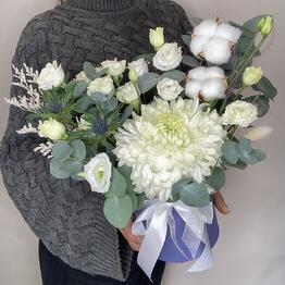 Brassica 
