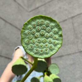 GREENHOUSE