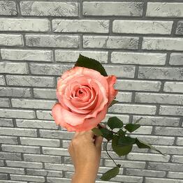 Fiori