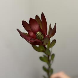 Burgundy | flowers & decor