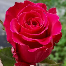 MagicRoze