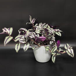 Succulenteria