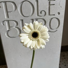 Pole.Buro