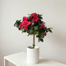 SUNFLOR