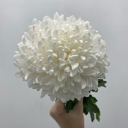 Boom Bouquet