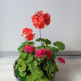 Corzinaflowers