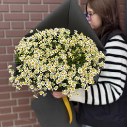 ROZALI FLOWERS MURMANSK