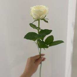 Bloom flowers