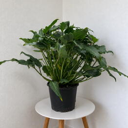Pilea 