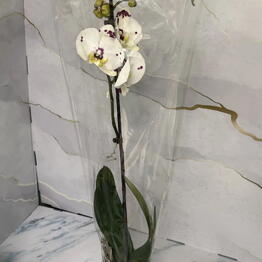 KiFlowers