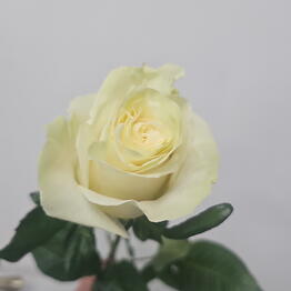M-Rose39