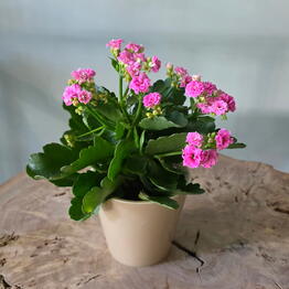 Plant