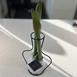 Bloom 