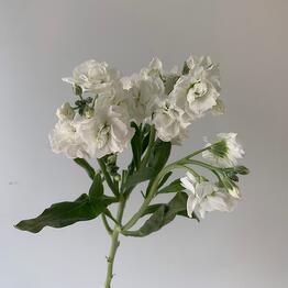 Азалия Flower Pub
