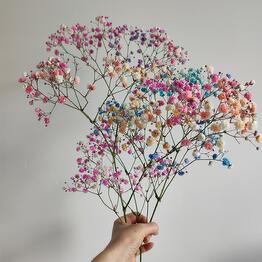 ROZEN
