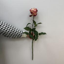 Floral Rose