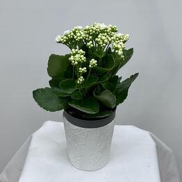 Romashka flowers 24 time