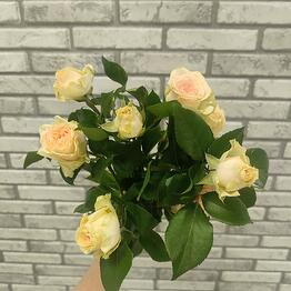 Fiori
