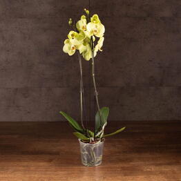 LuxuryPlants
