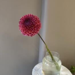 DDflowers