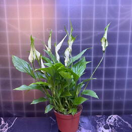 Flone