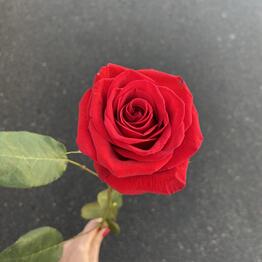 Ok flowers