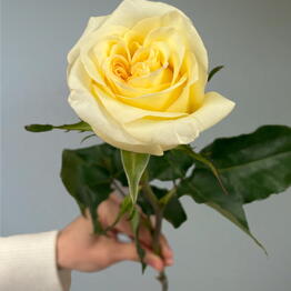 Duty Free Flowers na Nauki